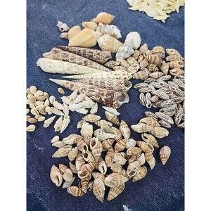 over 200+ Assorted Natural Sea Shells